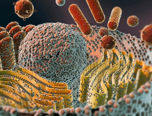 Mitochondrien: Kraftwerke der Zellen für mehr Energie und Gesundheit